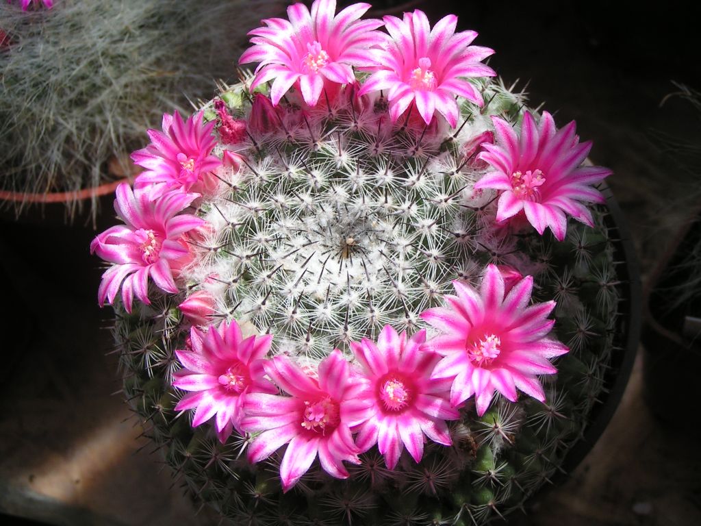 Mammillaria vonwyssiana